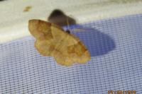 Plagodis pulveraria