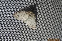 Lobophora halterata