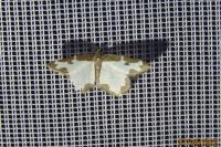 Lomaspilis marginata