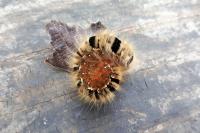 Lasiocampa quercus quercus