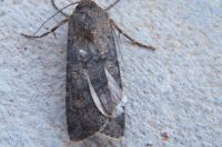 Agrotis segetum
