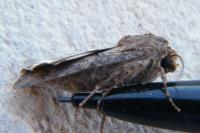 Agrotis segetum