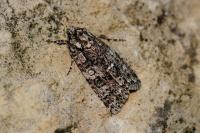 Acronicta rumicis