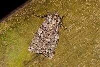 Acronicta rumicis