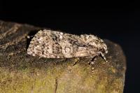 Acronicta rumicis