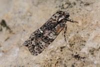Acronicta rumicis