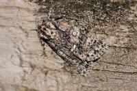 Acronicta rumicis