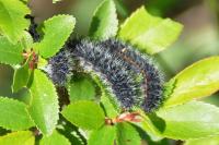 Saturnia pavonia