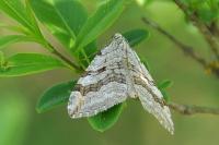 Aplocera efformata/plagiata