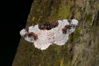 Ligdia adustata