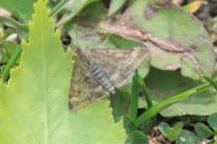 Pyrausta despicata
