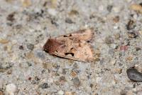 Orthosia gothica