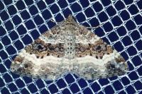 Epirrhoe alternata