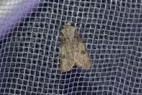 Agrotis puta