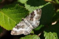 Epirrhoe alternata