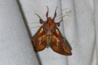 Plusia festucae