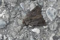 Agrotis cinerea