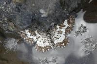 Epirrhoe tristata
