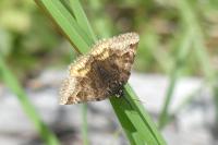 Euclidia glyphica