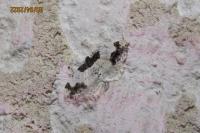 Ligdia adustata
