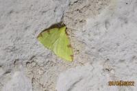 Opisthograptis luteolata