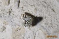 Chiasmia clathrata