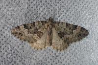 Colostygia laetaria