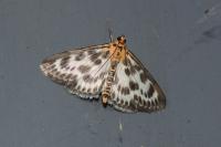 Anania hortulata