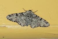Biston betularia