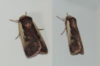 Ochropleura plecta