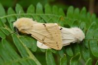 Spilarctia lutea