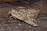 Apamea lithoxylaea