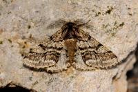 Lycia hirtaria