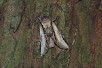 Pheosia tremula