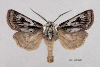 Agrotis chretieni