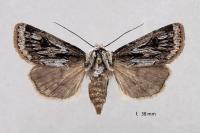 Agrotis chretieni