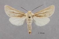 Unchelea myodea