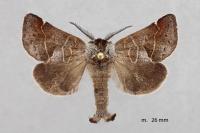 Clostera pigra