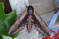 Sphinx ligustri