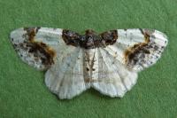 Ligdia adustata