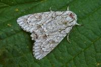Acronicta aceris