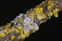 Nola confusalis