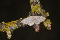 Scopula marginepunctata