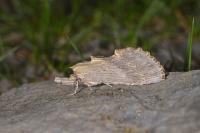 Pterostoma palpina