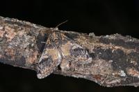 Notodonta tritophus