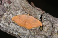 Watsonalla binaria