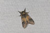 Notodonta tritophus