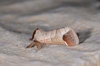 Clostera curtula