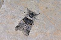 Furcula bifida