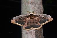 Saturnia pyri